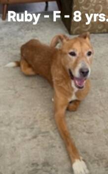 Ruby -  Chocolate Labrador Retriever and American Staffordshire Terrier Dog for Adoption in Calera, Alabama - Ruby | PetCurious