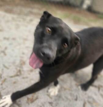 Rescue Pit Bull Terrier and Hound Dogs for Adoption in Mount Holly, New Jersey - Mittens | PetCurious