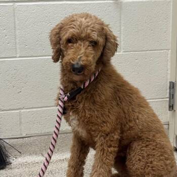 Rosie -  Poodle Dog for Adoption in Murray, Utah - Rosie | PetCurious