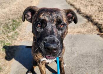 Mixed Breed Dogs Available for Adoption in Charlotte, North Carolina - MAVERICK | PetCurious