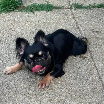 Maui -  French Bulldog Dog for Adoption in Huber Heights, Ohio - Maui | PetCurious