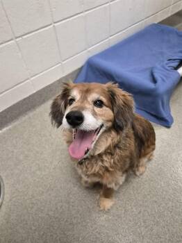 FLUFFY -  Cocker Spaniel and Mixed Breed Dog for Adoption in Omaha, Nebraska - FLUFFY | PetCurious