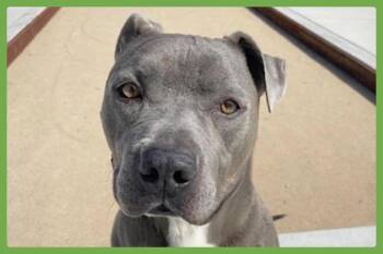 Rescue American Bully Dogs for Adoption in Amherst, Massachusetts - Brady | PetCurious