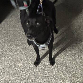 Oscar -  Mixed Breed Dog for Adoption in Dearborn, Michigan - Oscar | PetCurious