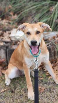 Mixed Breed Dogs Available for Adoption in Austin, Texas - Cypress DD | PetCurious