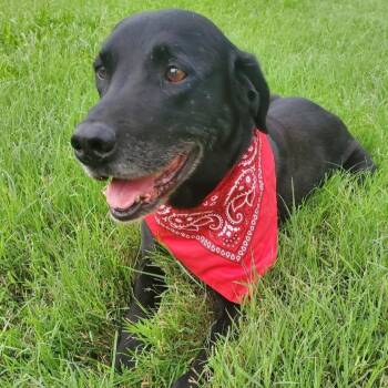 Tuck -  Black Labrador Retriever and Mixed Breed Dog for Adoption in Portland, Oregon - Tuck | PetCurious
