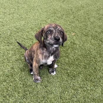 Pumpkin Spice 6937 -  Terrier Dog for Adoption in Loxahatchee Groves, Florida - Pumpkin Spice 6937 | PetCurious