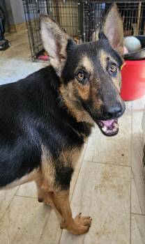 Rescue German Shepherd Dog Dogs for Adoption in Greeneville, Tennessee - Satchmo | PetCurious
