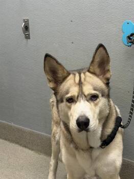 REESE -  Husky Dog for Adoption in Las Vegas, Nevada - REESE | PetCurious