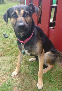 Rescue German Shepherd Dog and Mixed Breed Dogs for Adoption in Saint Clairsville, Ohio - Whisper | PetCurious