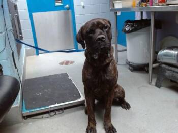 ALPHONSO -  Cane Corso and Mixed Breed Dog for Adoption in Albuquerque, New Mexico - ALPHONSO | PetCurious