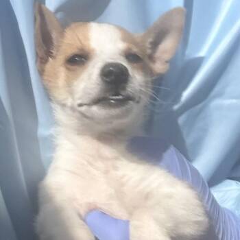 This -  Mixed Breed Dog for Adoption in Moab, Utah - This | PetCurious