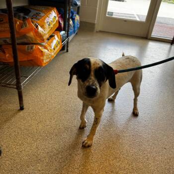 Dobby -  Jack Russell Terrier Dog for Adoption in Gloucester, Virginia - Dobby | PetCurious