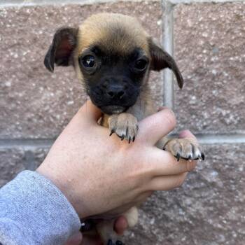 Jalapeno -  Mixed Breed Dog for Adoption in Las Vegas, Nevada - Jalapeno | PetCurious