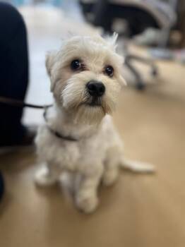 BUBBLES -  Maltese and Poodle Dog for Adoption in Chula Vista, California - BUBBLES | PetCurious