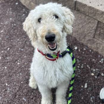 Sugar Pop -  Poodle Dog for Adoption in Philadelphia, Pennsylvania - Sugar Pop | PetCurious