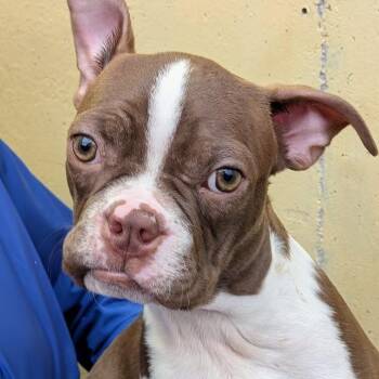 Rescue Boston Terrier Dogs for Adoption in St. George, Utah - Moose | PetCurious