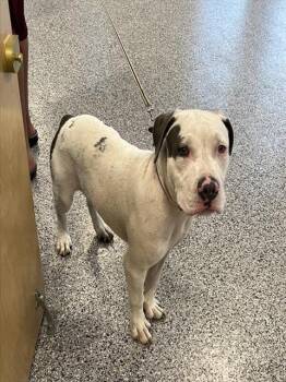 A137736 -  Mixed Breed Dog for Adoption in Palmetto, Florida - A137736 | PetCurious