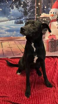 Rescue Labrador Retriever Dogs for Adoption in Murphysboro, Illinois - Wally | PetCurious