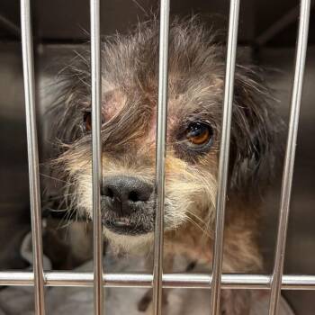 Chucha -  Mixed Breed Dog for Adoption in Abilene, Texas - Chucha | PetCurious
