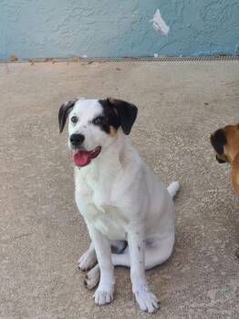 Siberian Husky and Pit Bull Terrier Dogs Available for Adoption - Nala | PetCurious