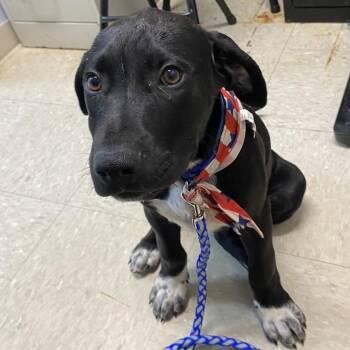 Silas -  Black Labrador Retriever and Great Dane Dog for Adoption in Franklin, North Carolina - Silas | PetCurious