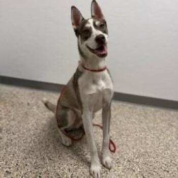 BOBBY -  Husky and Mixed Breed Dog for Adoption in Bullhead City, Arizona - BOBBY | PetCurious