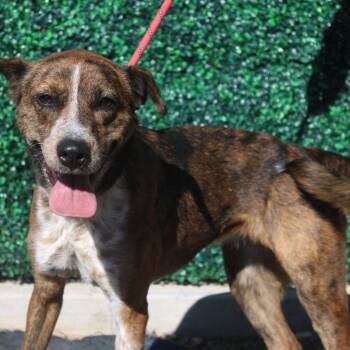 Rescue Mixed Breed and Shepherd Dogs for Adoption in Salt Lake City, Utah - Brandy | PetCurious