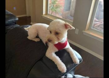 Charlie -  Poodle Dog for Adoption in Dallas, Texas - Charlie | PetCurious