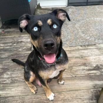 Blessings -  Mixed Breed Dog for Adoption in Fredericksburg, Virginia - Blessings | PetCurious