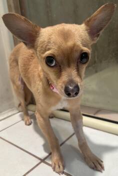 Chihuahua Dogs Available for Adoption in El Cajon, California - MARIA | PetCurious