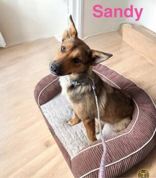 Sandy -  Australian Shepherd Dog for Adoption in Camden, Tennessee - Sandy | PetCurious