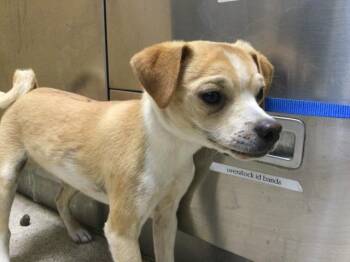 Chihuahua Dogs Available for Adoption in Riverside, California - ADAM | PetCurious