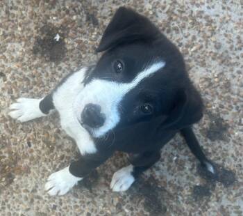 Lily -  Mixed Breed Dog Available for Adoption in Bruce, Mississippi - Lily | PetCurious