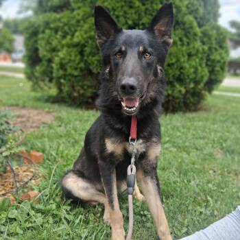 DECLAN -  German Shepherd Dog Dog for Adoption in Northlake, Illinois - DECLAN | PetCurious