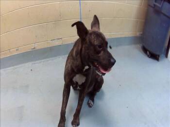 STITCH -  Pit Bull Terrier Dog for Adoption in Tulsa, Oklahoma - STITCH | PetCurious