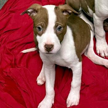 Terrier Dogs Available for Adoption - Hazel | PetCurious