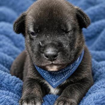 Peter -  Labrador Retriever and Mixed Breed Dog for Adoption in Ferndale, Michigan - Peter | PetCurious