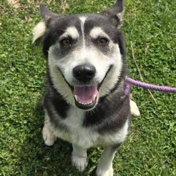 Siberian Husky Dogs Available for Adoption in Philadelphia, Pennsylvania - Clarice | PetCurious