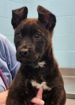 Mixed Breed Dogs Available for Adoption in Frankfort, Kentucky - Petunia | PetCurious