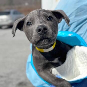 Mixed Breed Dogs Available for Adoption - Cufflink | PetCurious