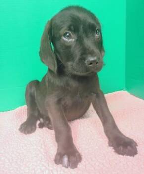 Curry -  Mixed Breed Dog for Adoption in Houston, Texas - Curry | PetCurious