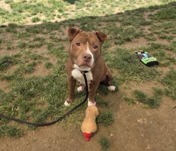 Rescue Mixed Breed Dogs for Adoption in Fallston, Maryland - Roxy | PetCurious