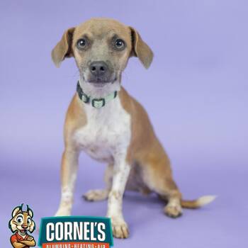 Ernie -  Dachshund Dog for Adoption in Portland, Oregon - Ernie | PetCurious