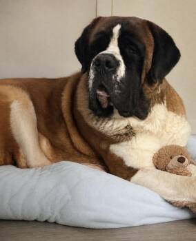 Saint Bernard Dogs Available for Adoption in San Francisco, California - Tucker | PetCurious