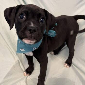 Lilah -  Mixed Breed Dog for Adoption in Canal Winchester, Ohio - Lilah | PetCurious