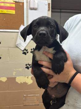 Snickers -  Labrador Retriever and Australian Cattle Dog Blue Heeler Dog for Adoption in Swainsboro, Georgia - Snickers | PetCurious