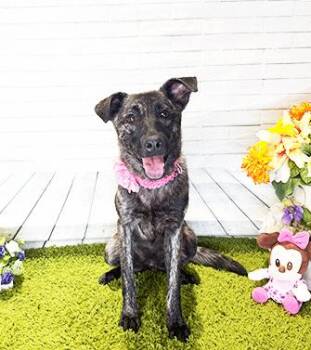 ROSSA -  Labrador Retriever Dog for Adoption in Castro Valley, California - ROSSA | PetCurious