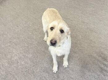 Terrier Dogs Available for Adoption - BLONDIE | PetCurious