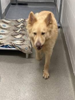 German Shepherd Dog and Mixed Breed Dogs Available for Adoption in Omaha, Nebraska - BONEZ | PetCurious
